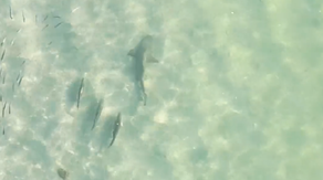 Watch: Drone video shows shark annoyed by fish chasing it along Florida Gulf Coast